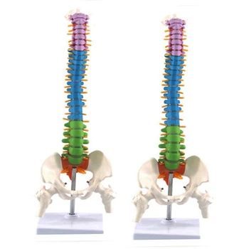  2X45 см С Таза Анатомична Анатомията на Човека Модел на гръбначния Стълб, гръбначния Стълб Учебни Материали За Студенти